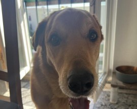 Procuro espaco PetFriendly