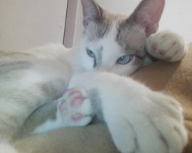 Foto de Pezi Dias